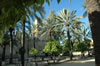 Palm grove at entrance to Alcazar de los reyes cristianos in Cordoba Spain